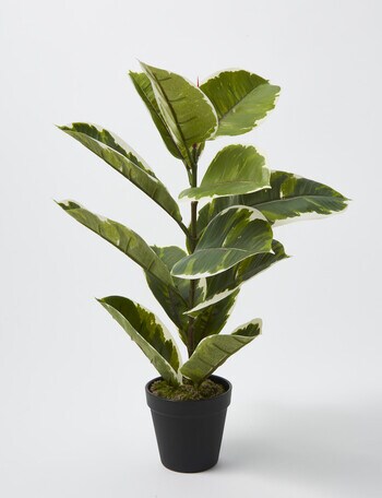 M&Co Rubber Plant product photo