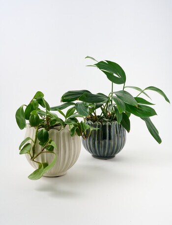 Tilly Home Flore Pot product photo