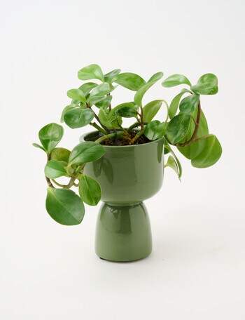 Tilly Home Arcadia Vessel, Forest product photo
